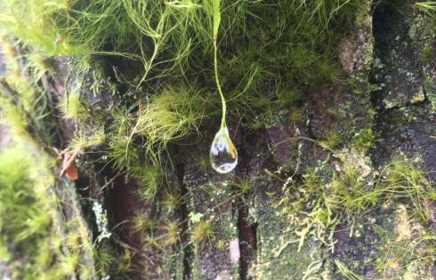 Water droplet in moss forest